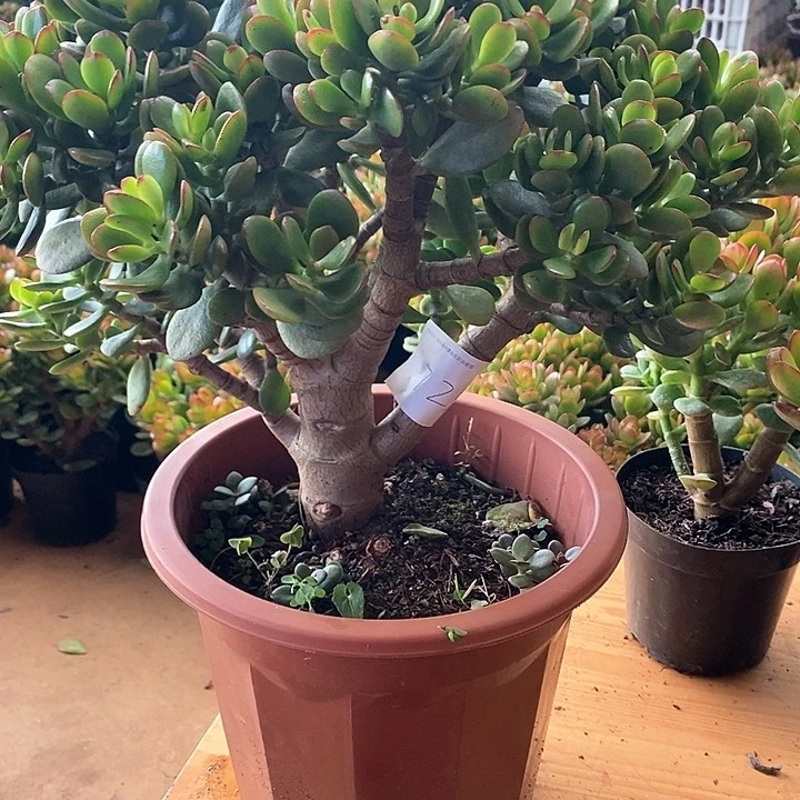 大棵摇钱树多肉植物脱盆土发货