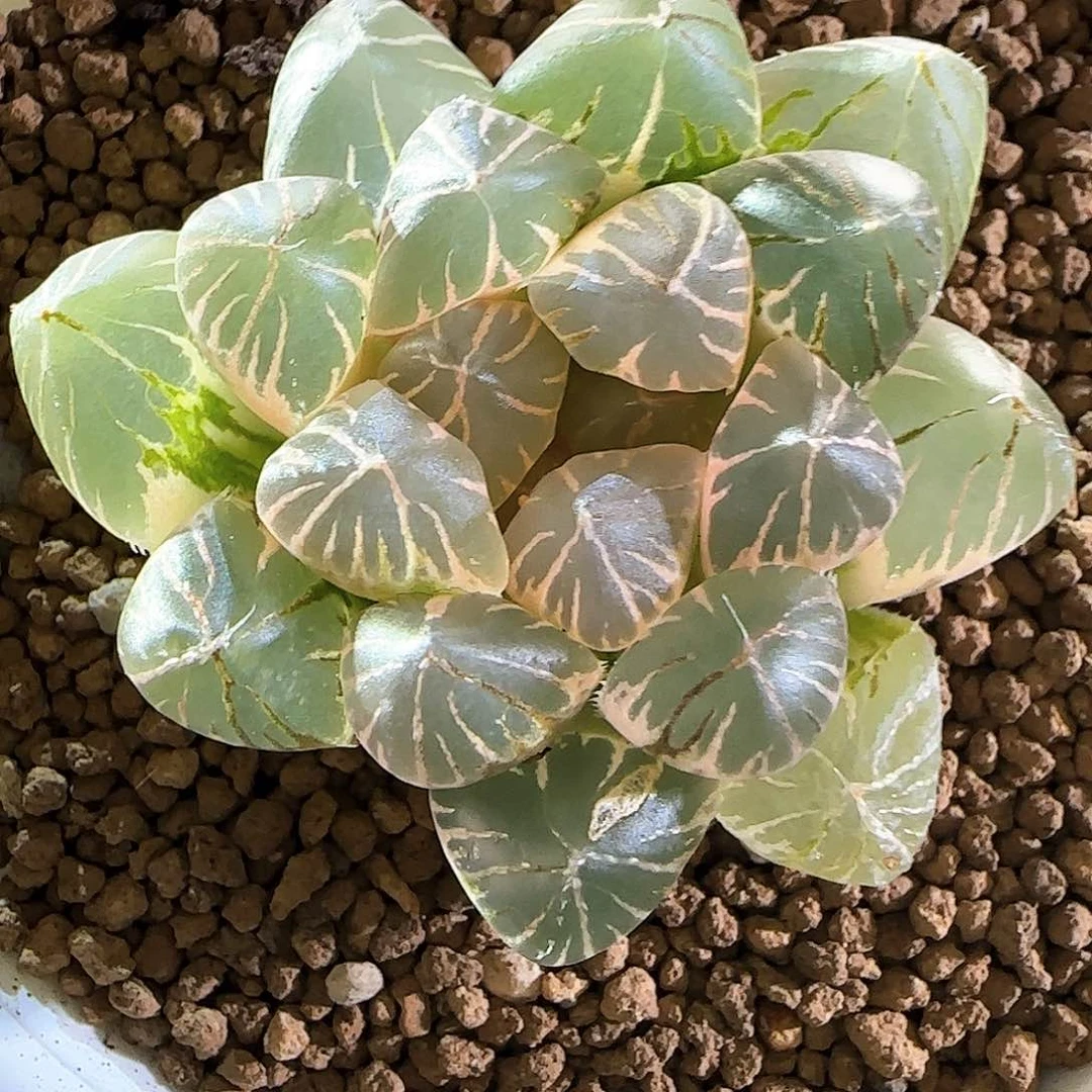 347紫王糊斑 4.7 厘米左右一物一拍带盆发货