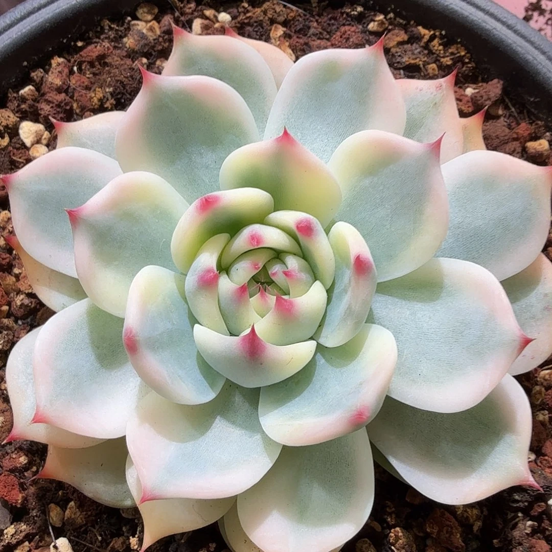 吉娃娃锦，多肉植物