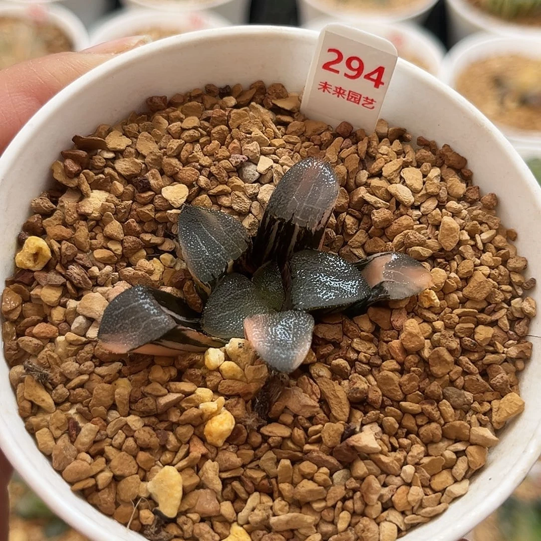 294大黑天克锦一物一图