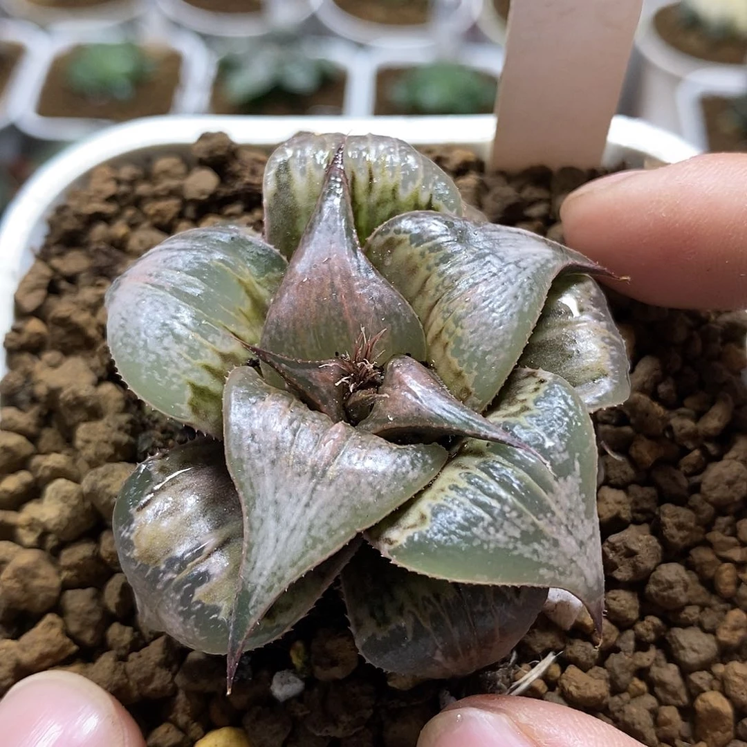 104芭提雅pinky十二