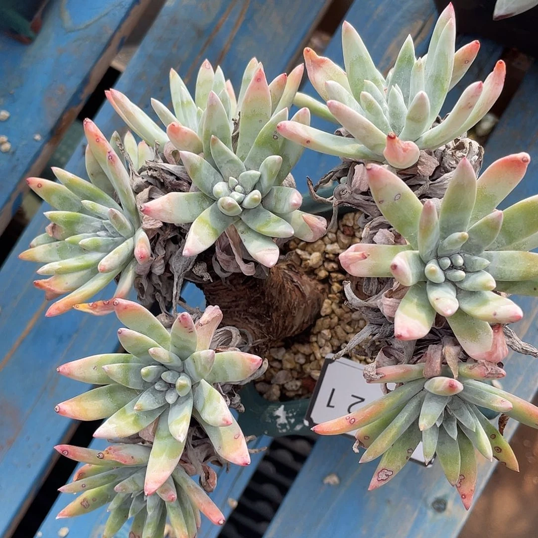 除霜白菊多头老桩11021
