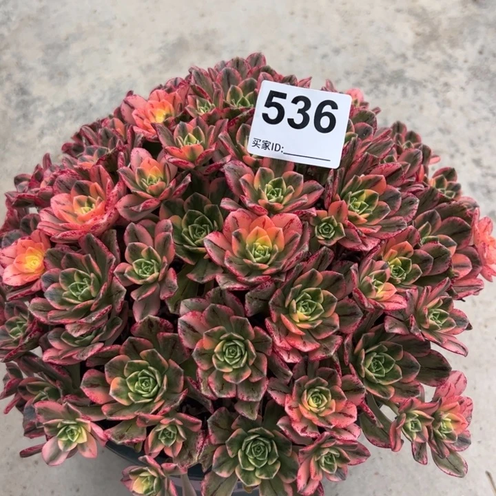 536甜茶25厘米嫩庄