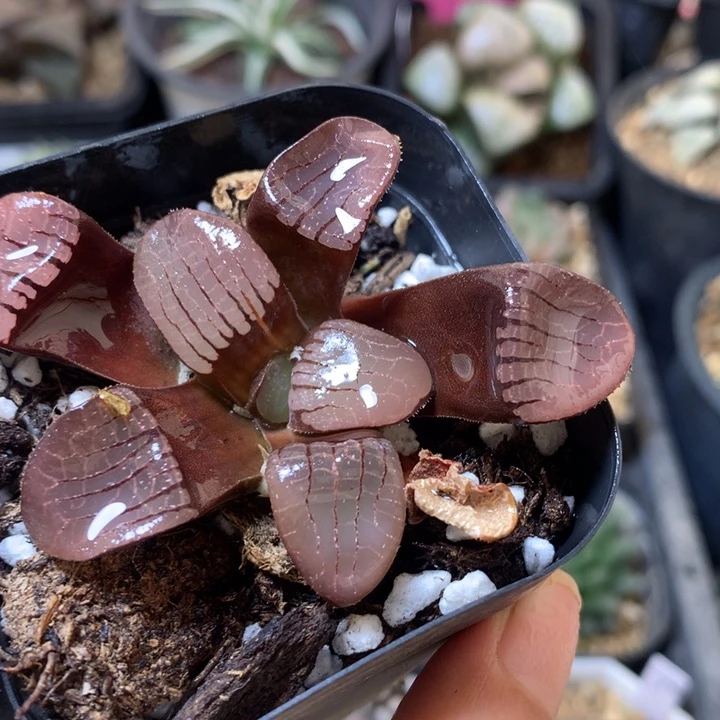 实生史扑魔界移盆苗