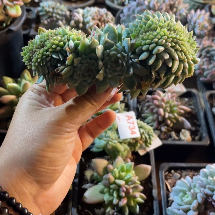 哈哈哈哈哈哈哈736