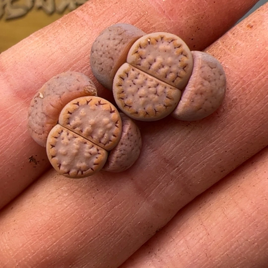 【闪购商品】000000013