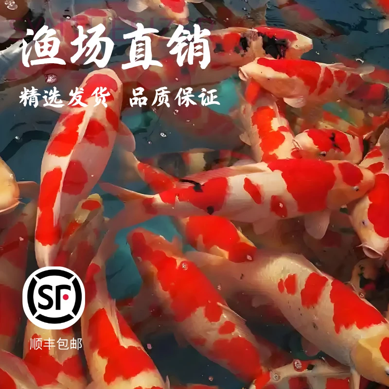 35-40纯种锦鲤活鱼观赏鱼冷水淡水观赏鱼好养耐活红白大正锦鲤