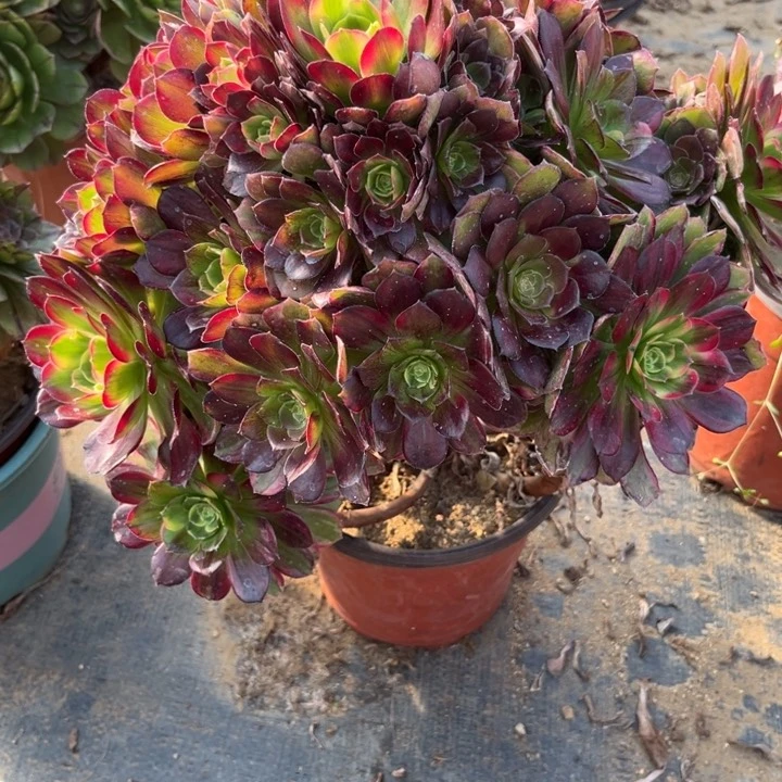 16-93安娜处理不售后多肉