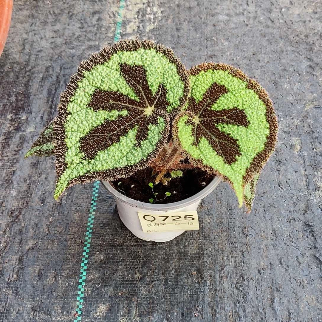 不开花植物s****y秋海棠725