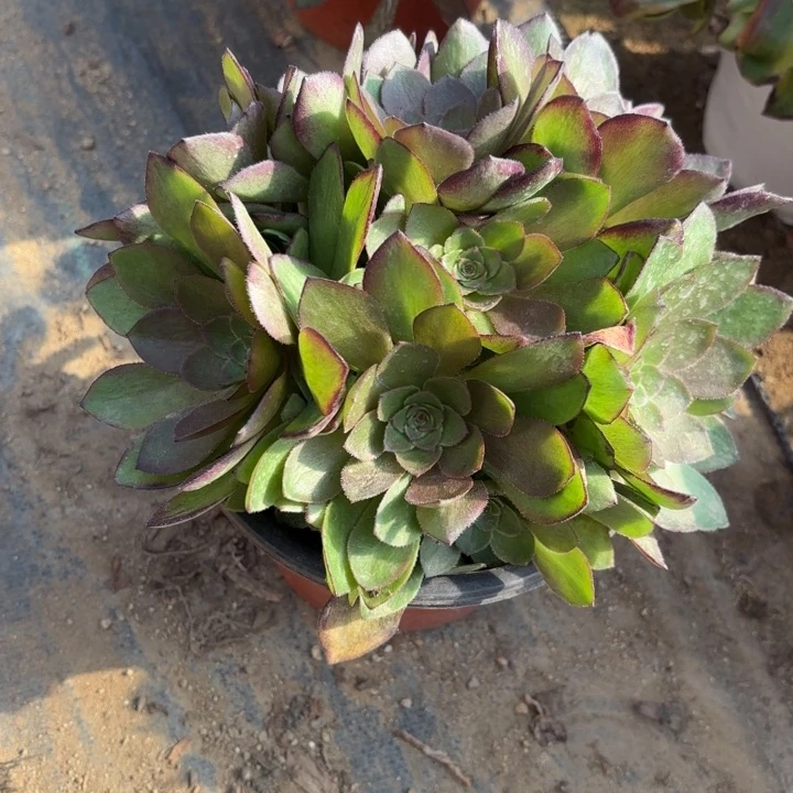 桃花石多肉法师量拍