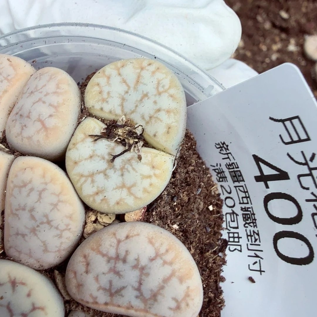 马***甲是不是很喜欢这个风格哟这个设计400