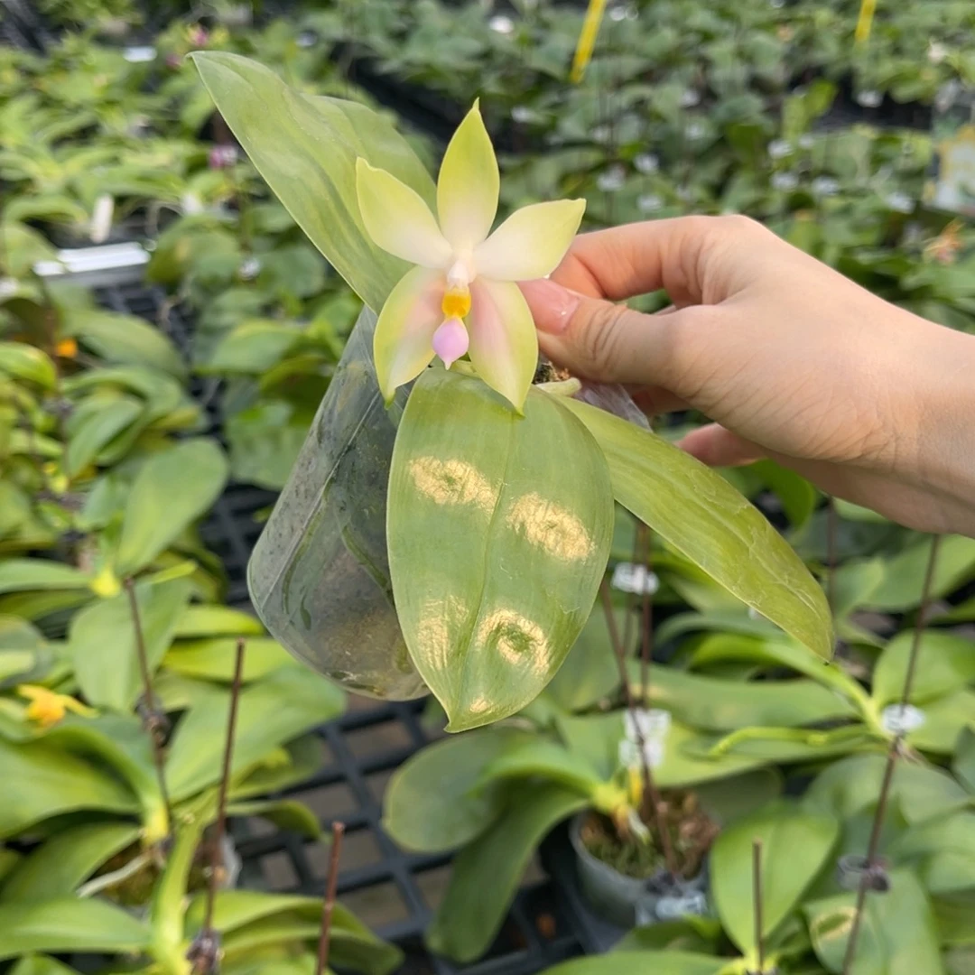 完全开放粉贝蝴蝶兰
