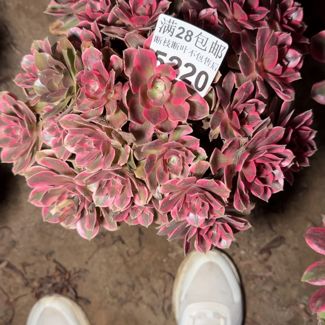 5220女妖多肉植物