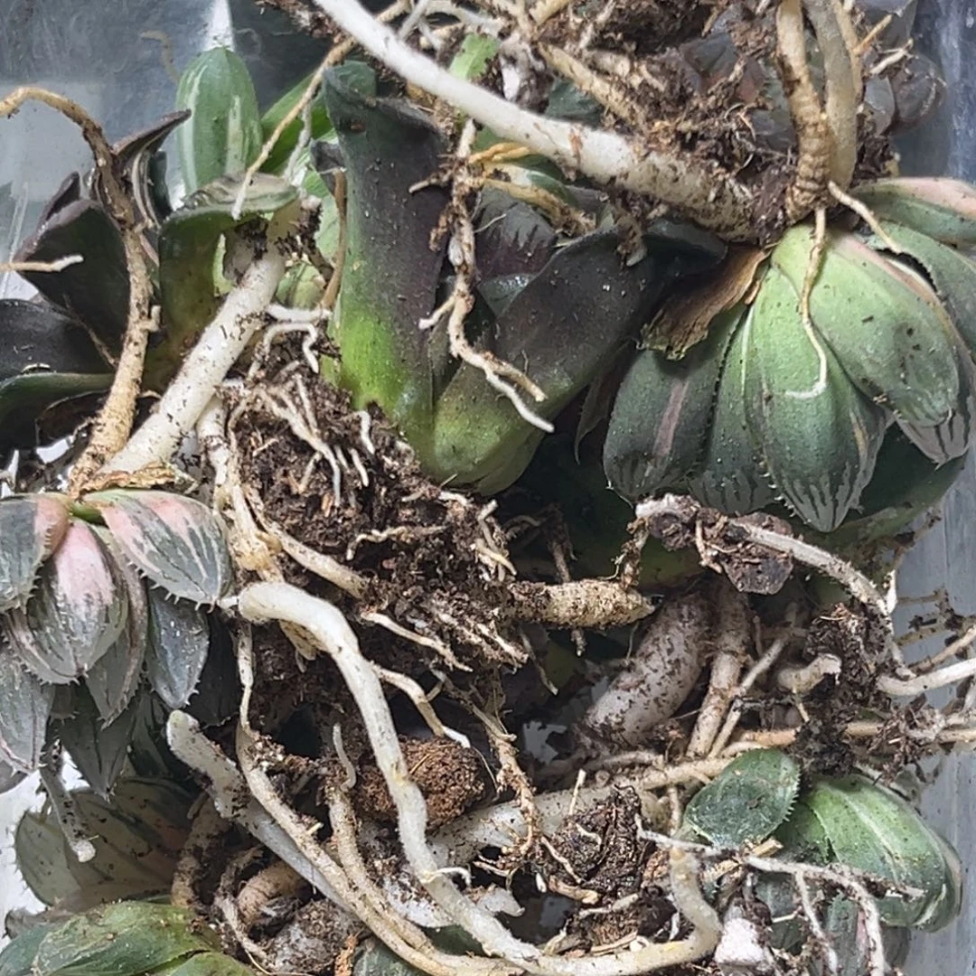 十二卷多肉植物1572