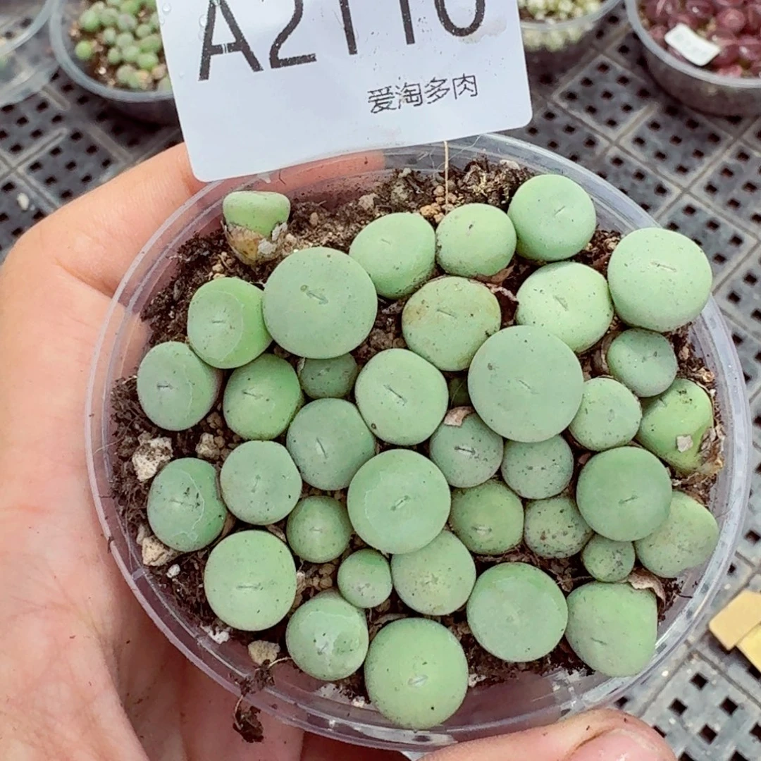 2110—-—-生石花 肉锥