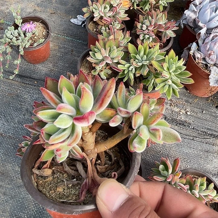 老桩群锦晃星满25包邮