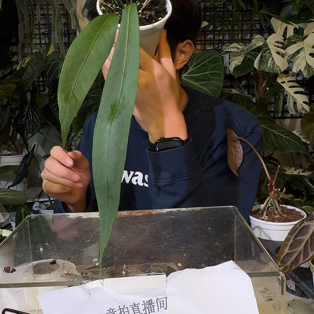 白***啊完全开放C168维塔领带