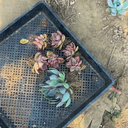 双头琼斯 彩虹糖六颗