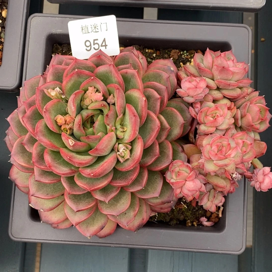 暮*不包售后~954