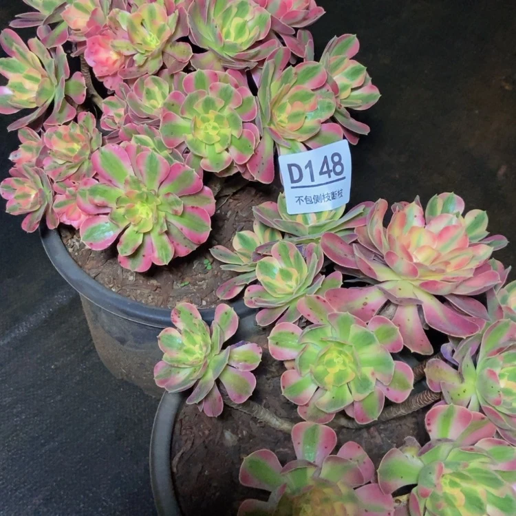 【闪购商品】148两颗多肉