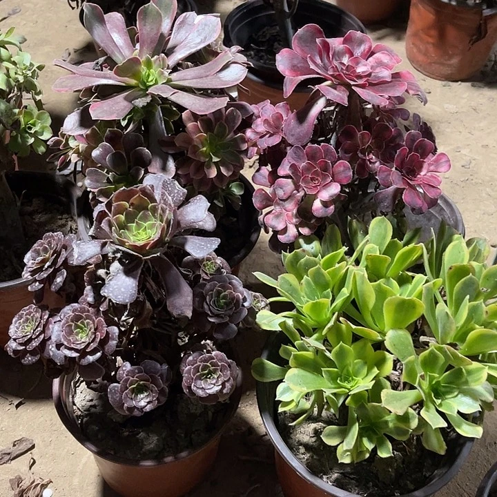 4棵玫瑰玫瑰玫瑰玫