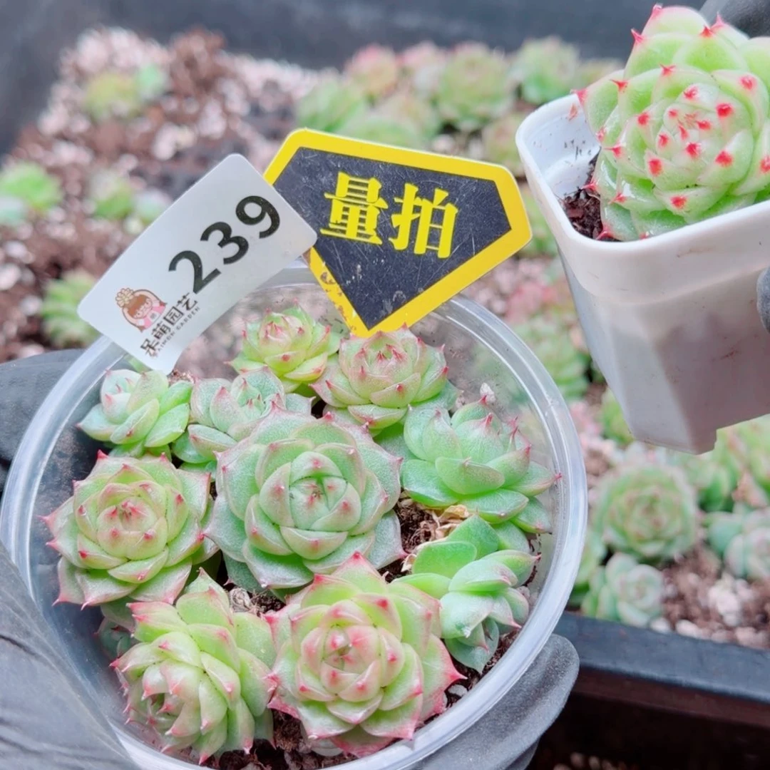 多肉植物多肉植物