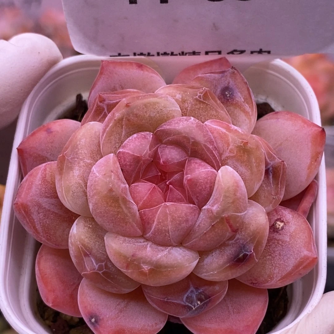 【闪购商品】11-85