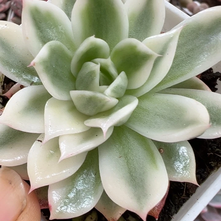 蝴蝶飞锦多肉植物量