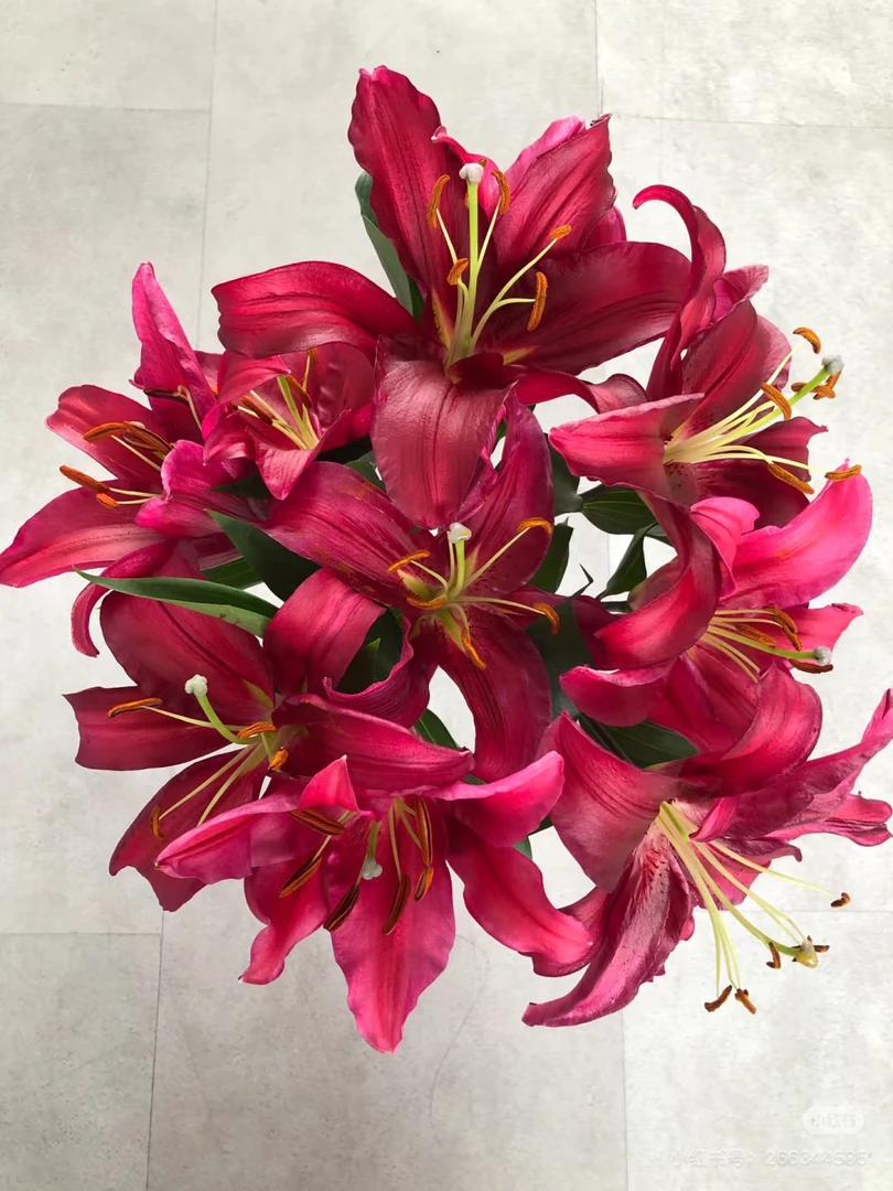 2号布达佩斯百合3头，我要买我不售后