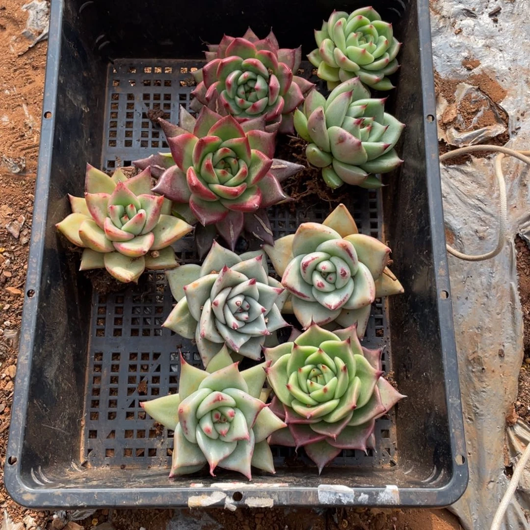 无花朵若如东云单拍E502