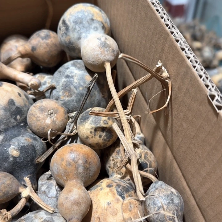 葫芦画皮处理葫芦