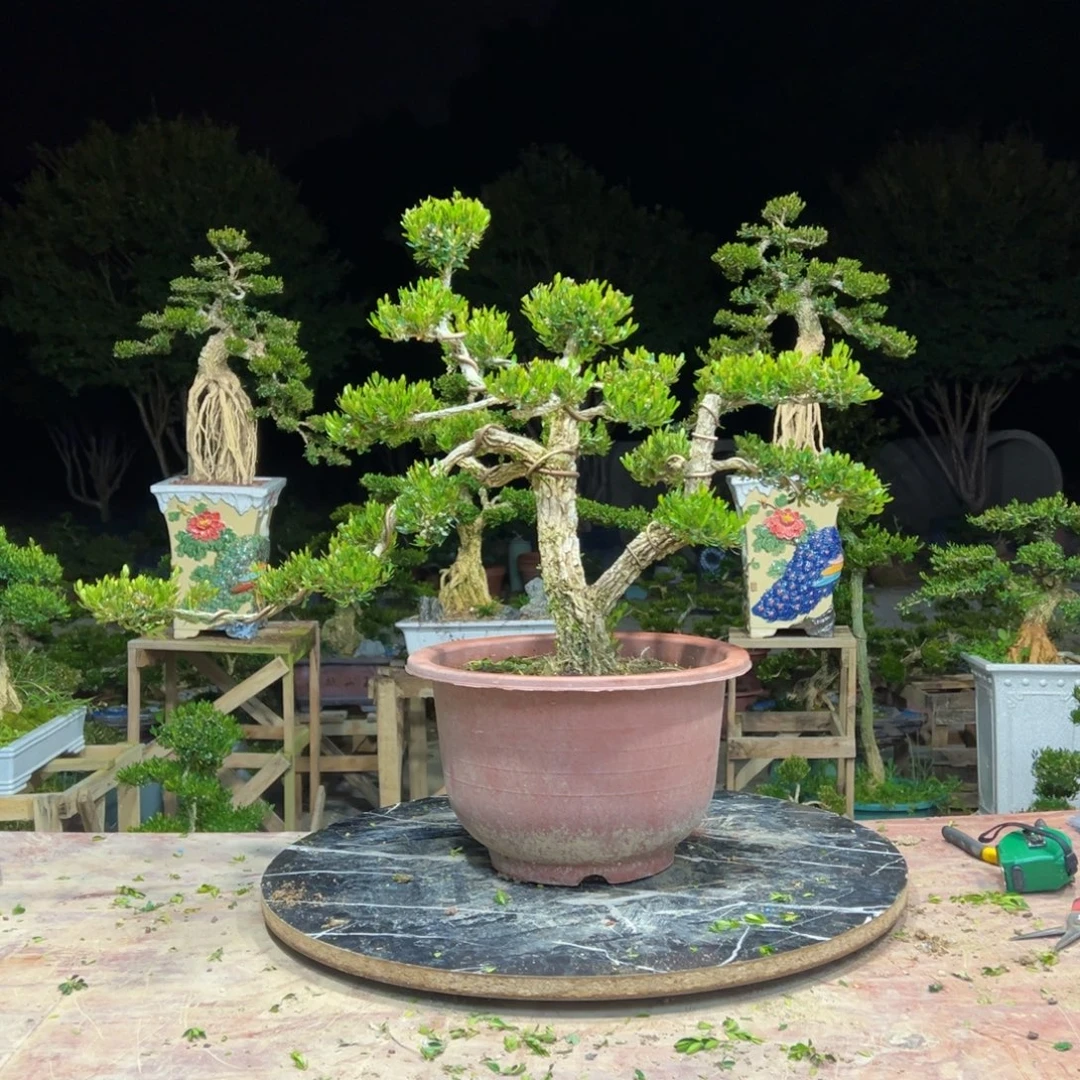 无花朵广东皱皮雀舌黄杨