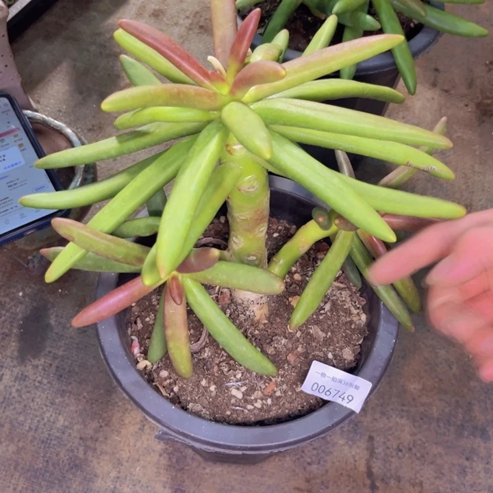 神***月多肉一物一拍6749