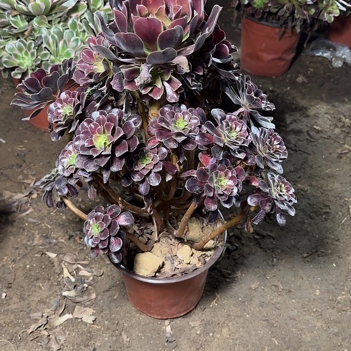 多肉植物法师花娜28