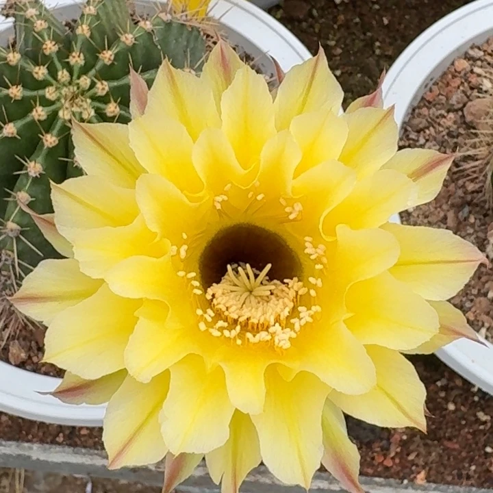 5567 大盆实生彩草