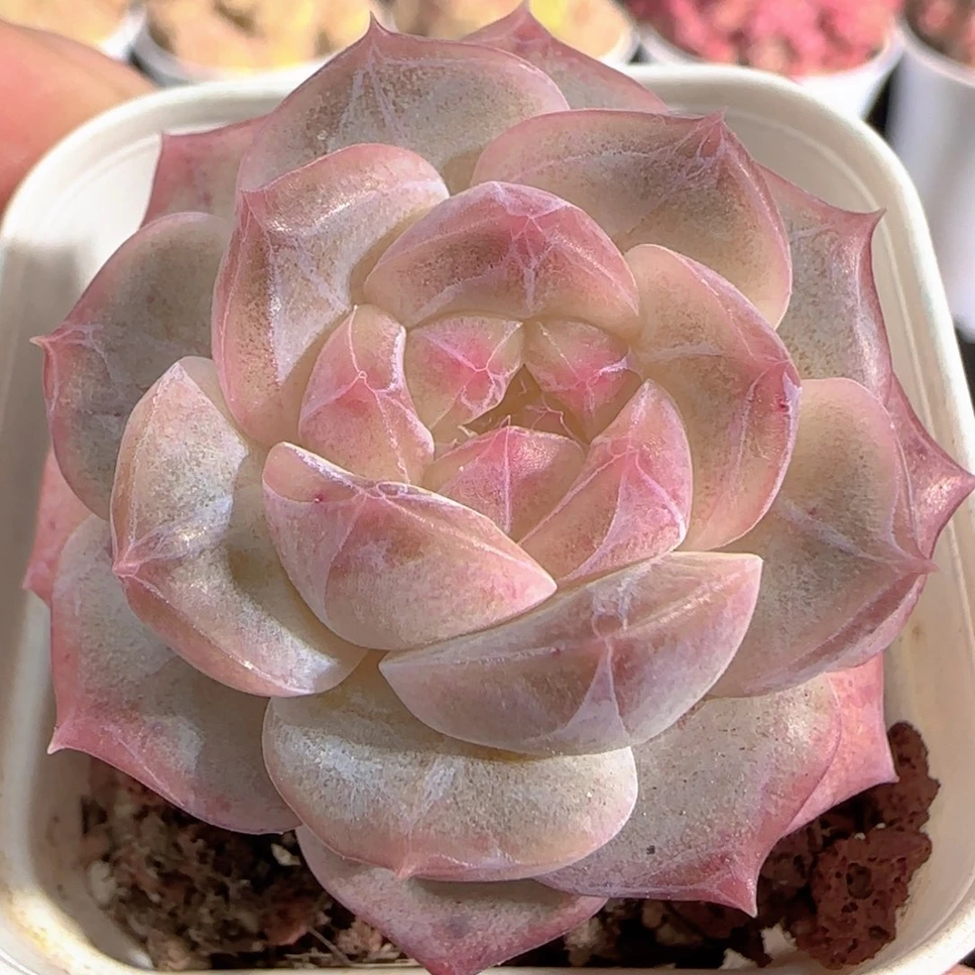 多肉1226-16福利福利