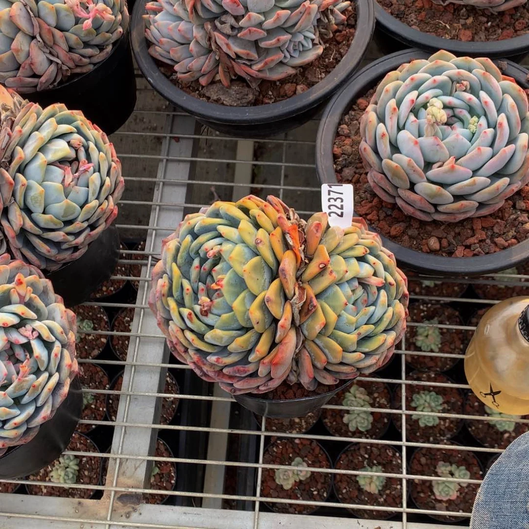 (****樂22371双嗯嗯嗯我真的好喜欢