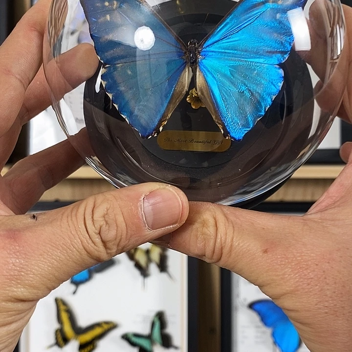 木西凤闪蝶玻璃罩款