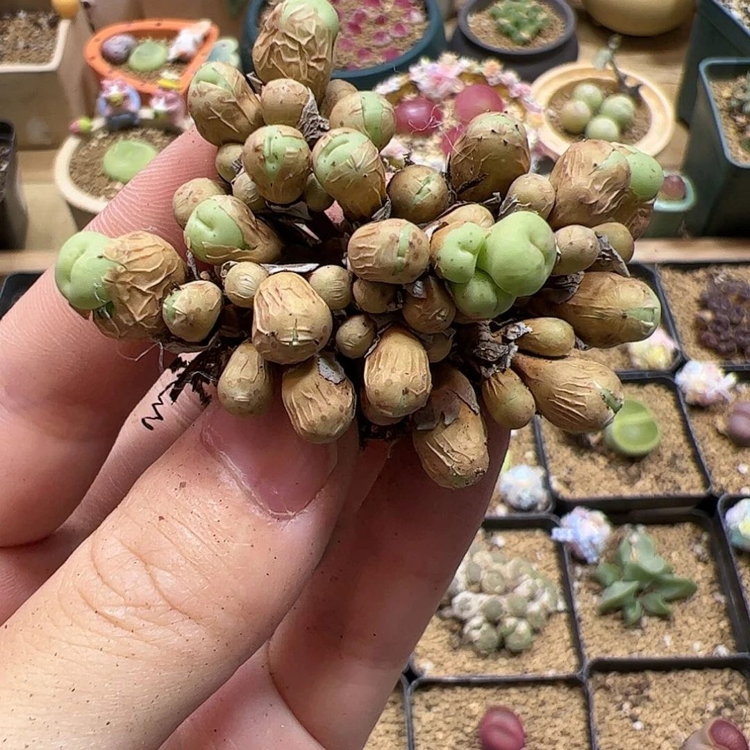 【闪购商品】299 开播福利￼