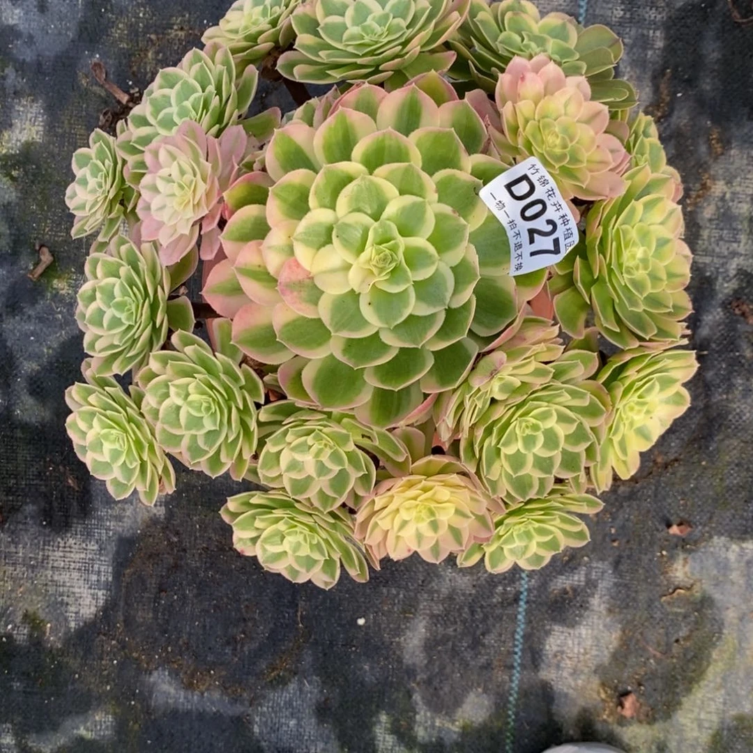 027孔雀翎福利一棵