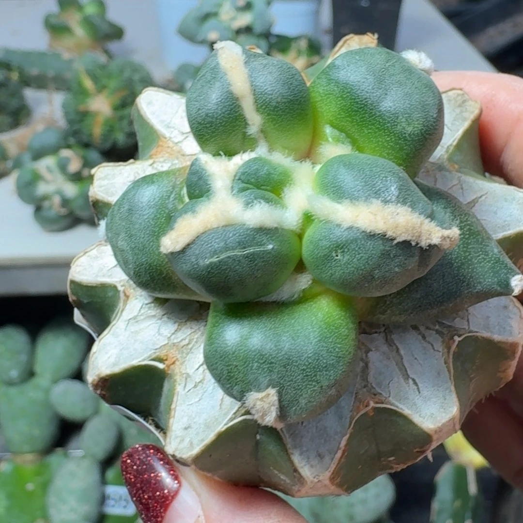 【闪购商品】无花朵?****?蛋尤987