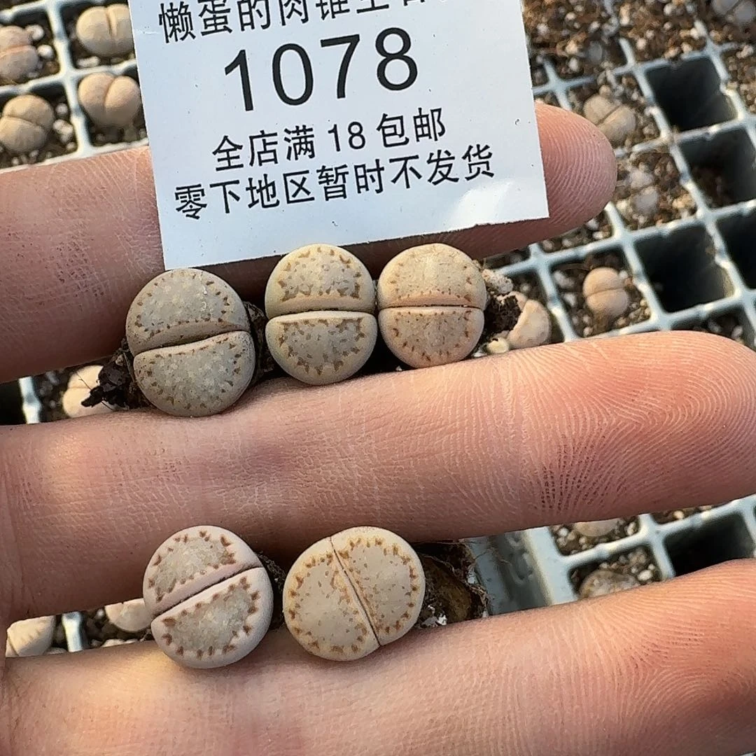 1078 哈哈哈哈哈哈哈哈