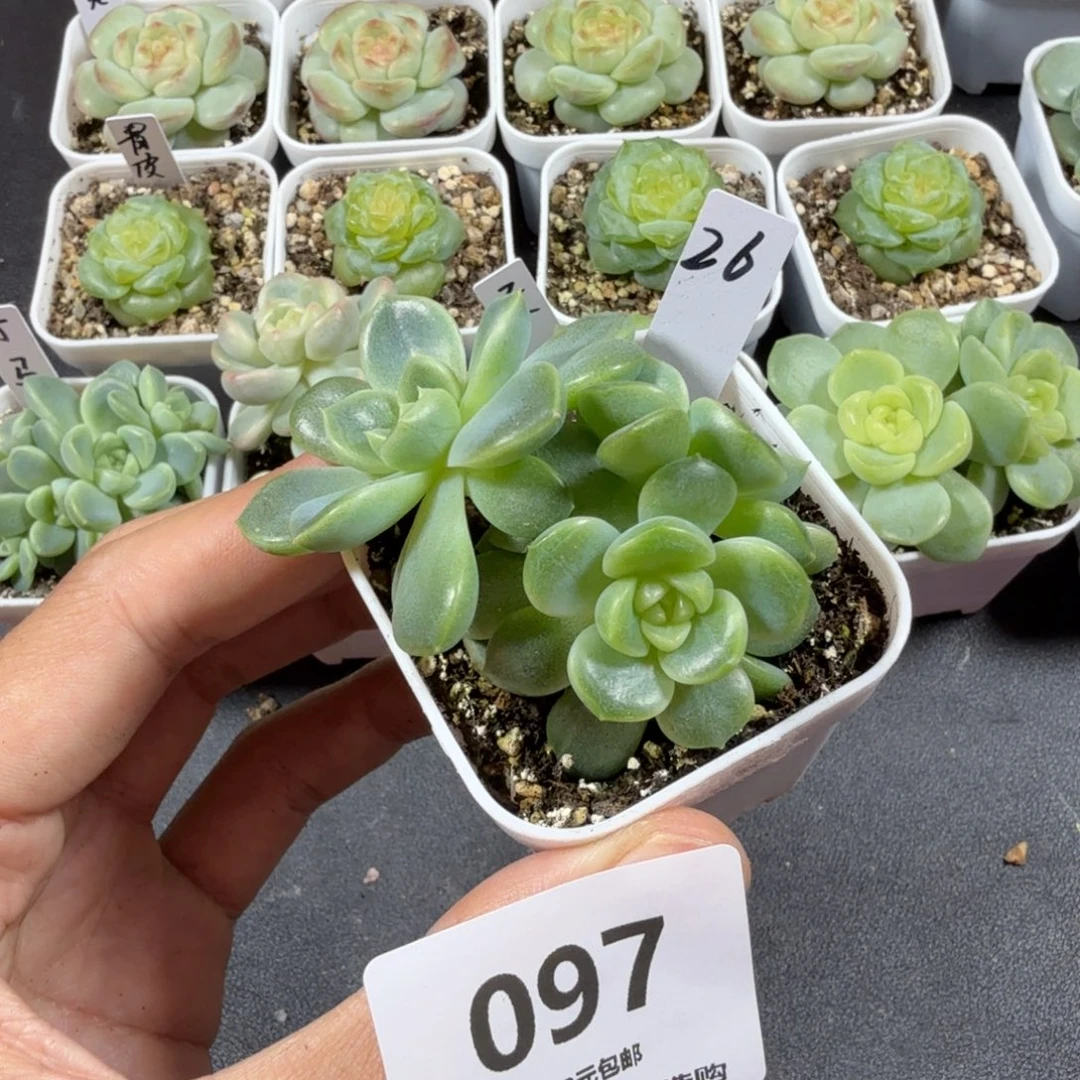 甜心26三头一物一拍097