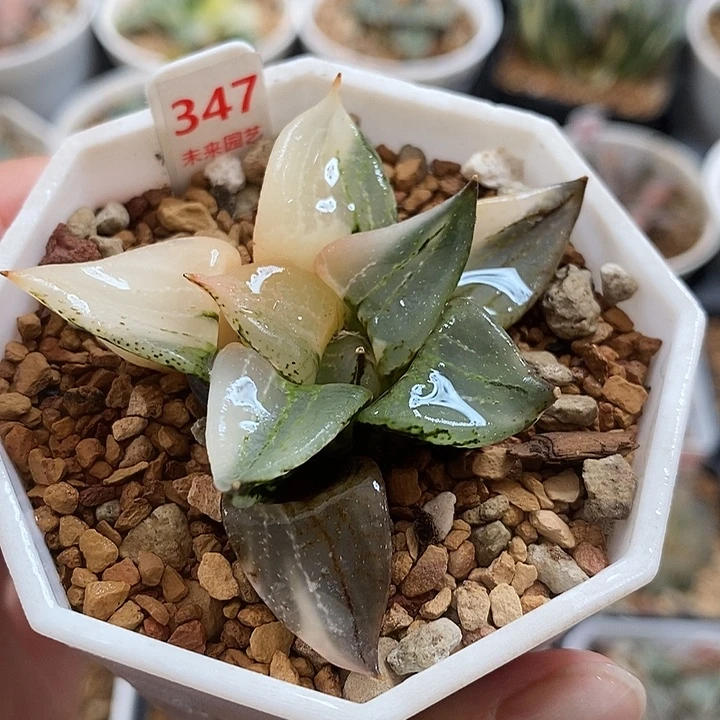 347裹斑若寿锦一物一拍