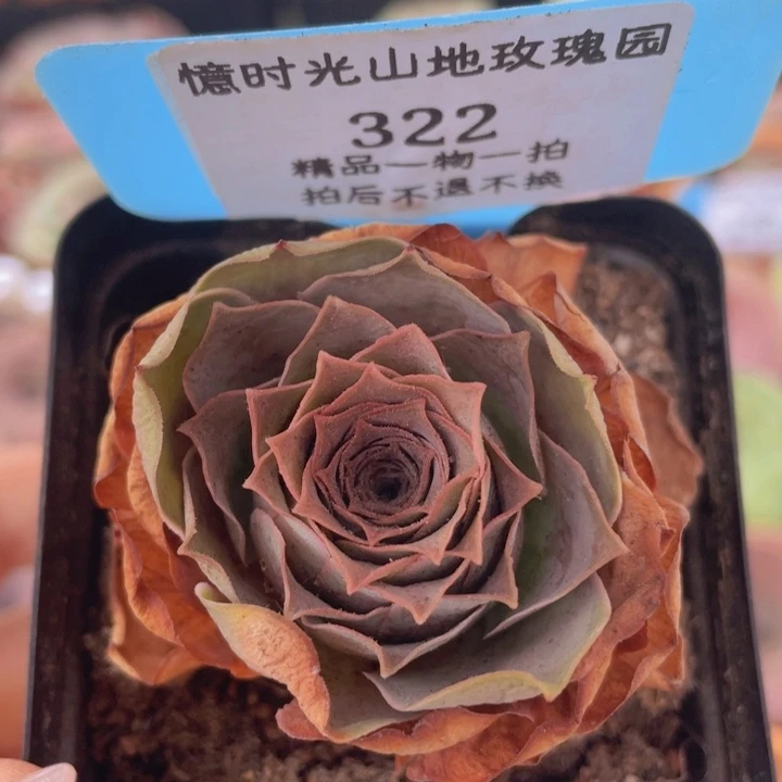 山地玫瑰322裸根发货不售后