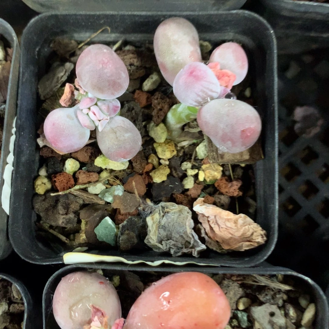 双头米可奶酪多肉578