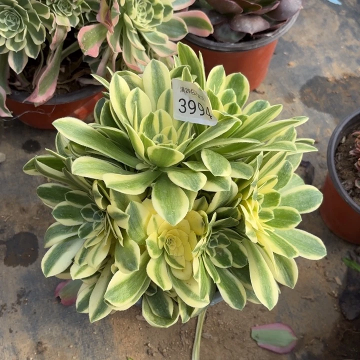 迈巴赫多肉法师3994