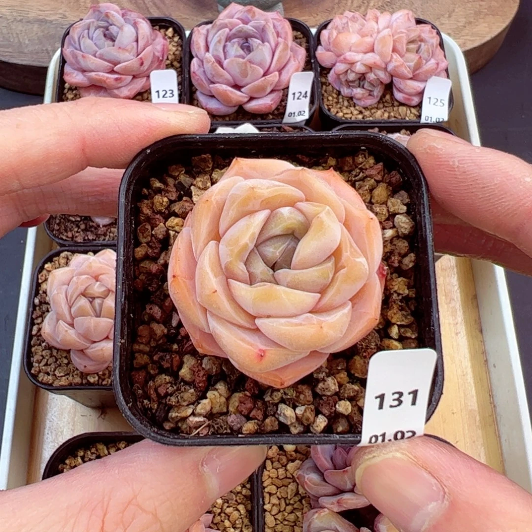 好好看131、哈哈哈哈