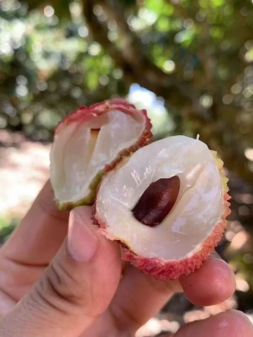 妃子笑荔枝新鲜水果海南当季现摘现发精品现货