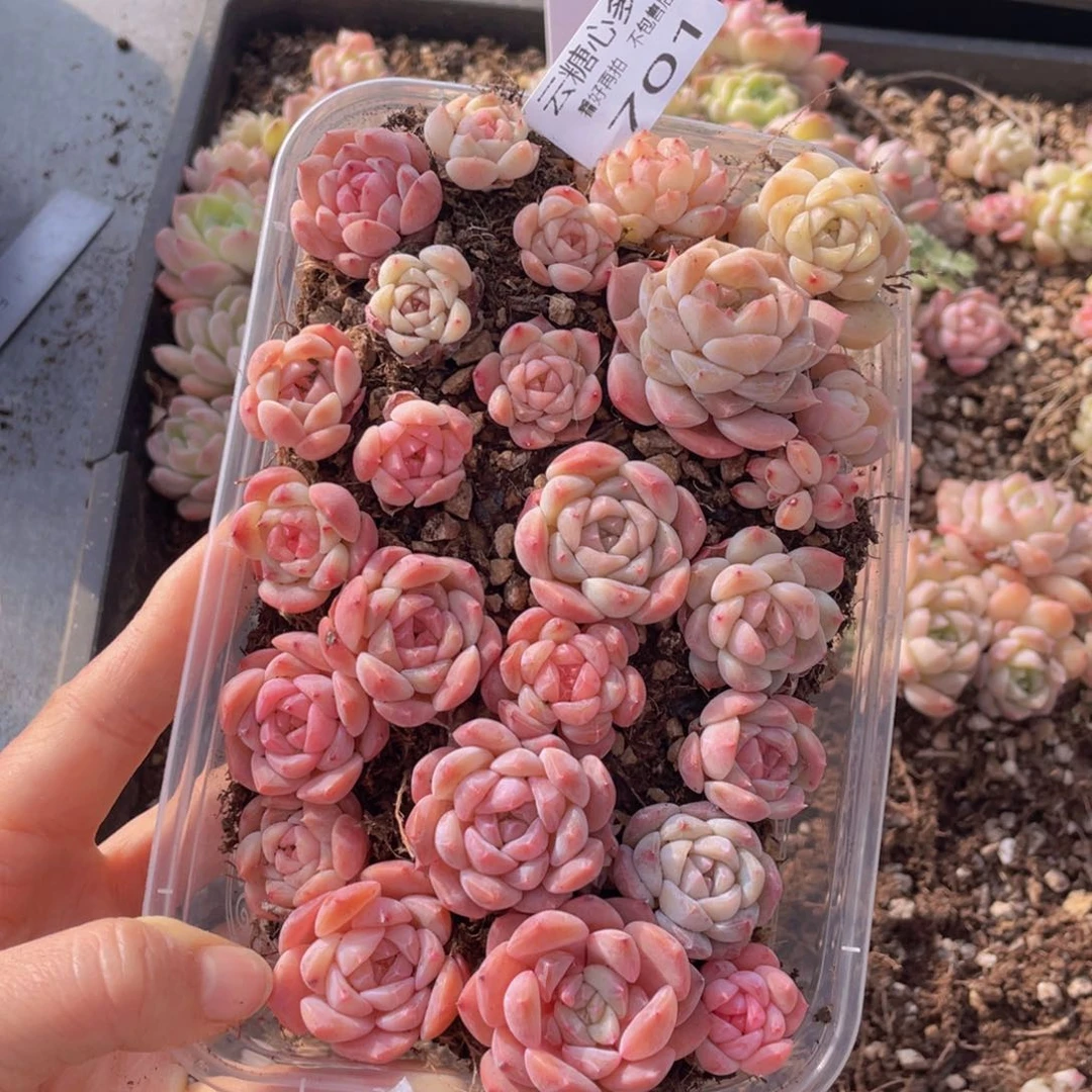 云糖心多肉植物701